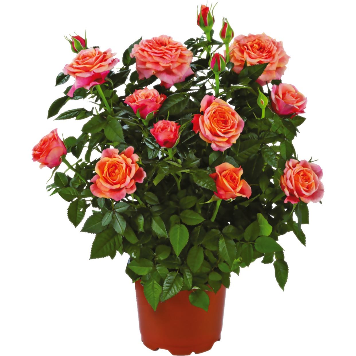 ДСК Цветы горшечные Роза Кордана D:10,5 по акции в Пятерочке
